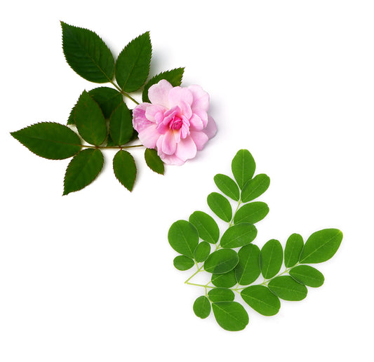 moringarose whats inside 1085x1050 eu