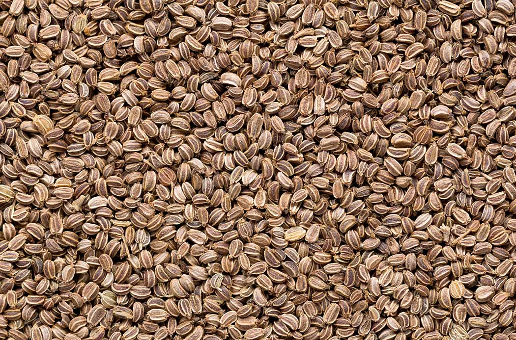 zellermag - celery seed