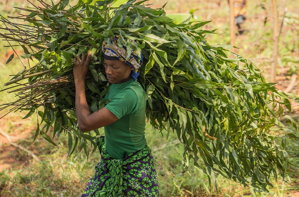 Vietnámi eukaliptusz betakarítása - lemon eucalyptus