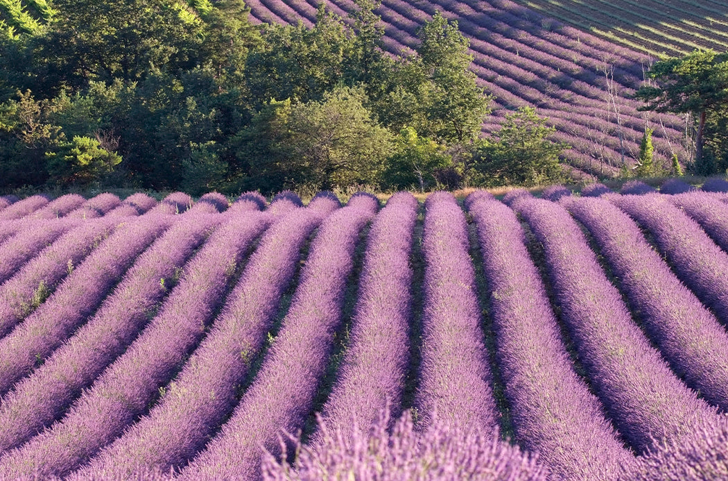 lavender sourcing 1050x693 eu