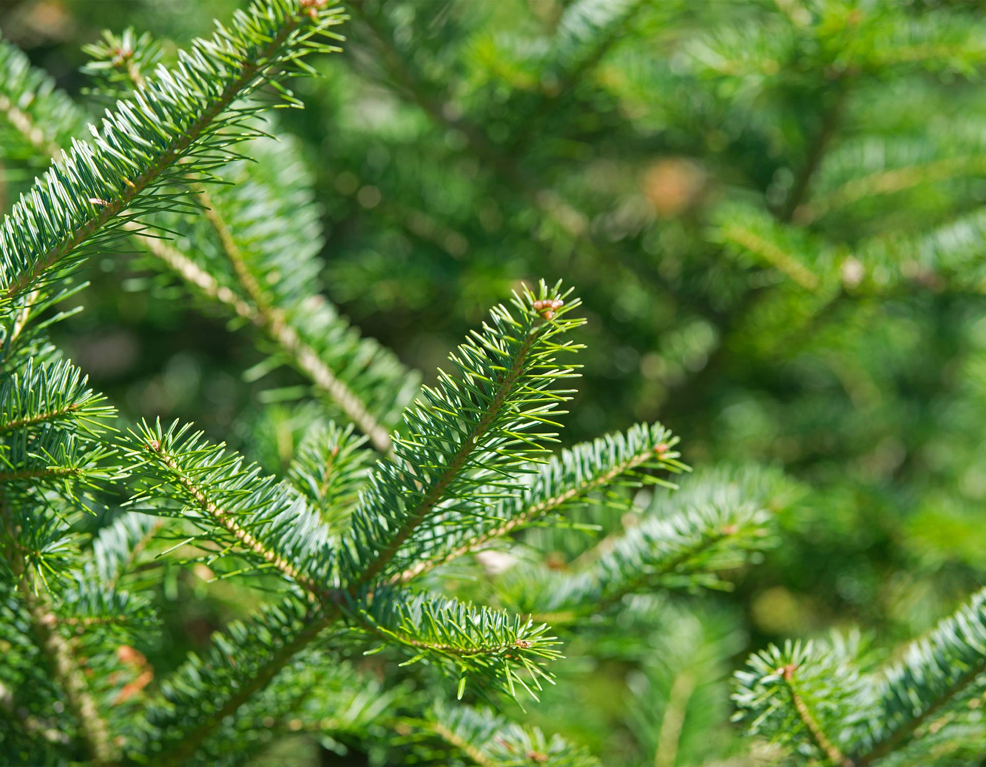 Doterra balzsamfenyo 5 ml illoolaj