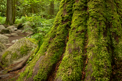 vörös cédrus - cedarwood
