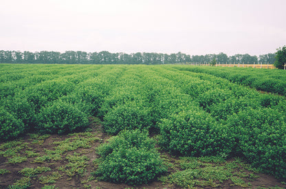 Doterra orvosi citromfű - melissa